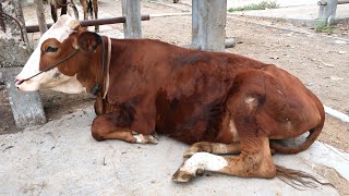 Sapi Kurban Artis Terbesar 2024  Sapi Kurban Artis Indonesia 2024  Sapi Kurban Atta