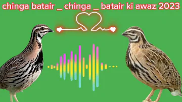 chinga batair _ chinga _ batair ki awaz _ batair madi ki awaz _ batair sound 2023