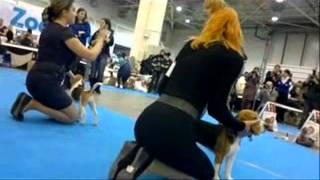 Выставка собак Киевская Русь 08.12.2012. Чемпионат биглей. Выставка собак Киевская Русь 08.12.2012. Чемпионат биглей.