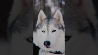 Siberian Husky Dog (Wolf Dog )live wallpaper 4k, Cute Dog Video HD screenshot 2