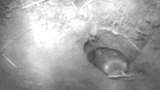 Information Camera Trap - Golden Mole - Underground 3 Update
