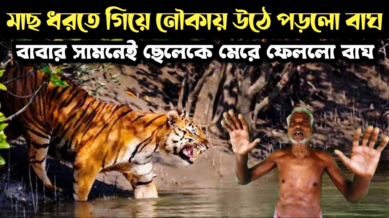 হাড় হিম করা দুটি বাঘের আক্রমণের ঘটনা || Royal Bengal Tiger Of Sundarban