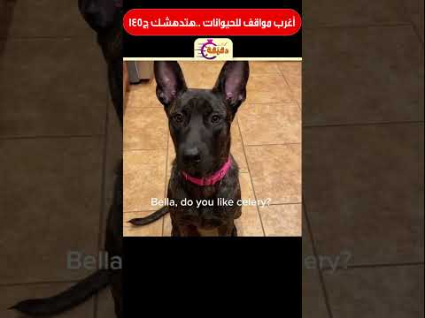 أغرب مواقف للحيوانات هتدهشك ج145