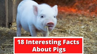 18 Interesting Facts About Pigs | Global Facts