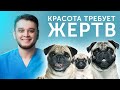 6 ОСНОВНЫХ ПРОБЛЕМ МОПСОВ! ЧТО НУЖНО учитывать,КОГДА заводишь МОПСА?