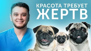 6 ОСНОВНЫХ ПРОБЛЕМ МОПСОВ! ЧТО НУЖНО учитывать,КОГДА заводишь МОПСА?