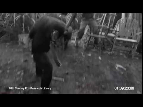 Monkey Has 'Nam Flashback