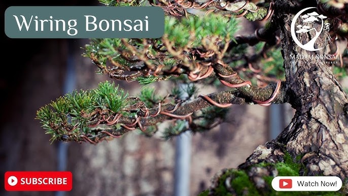 Bonsai Wiring Technique