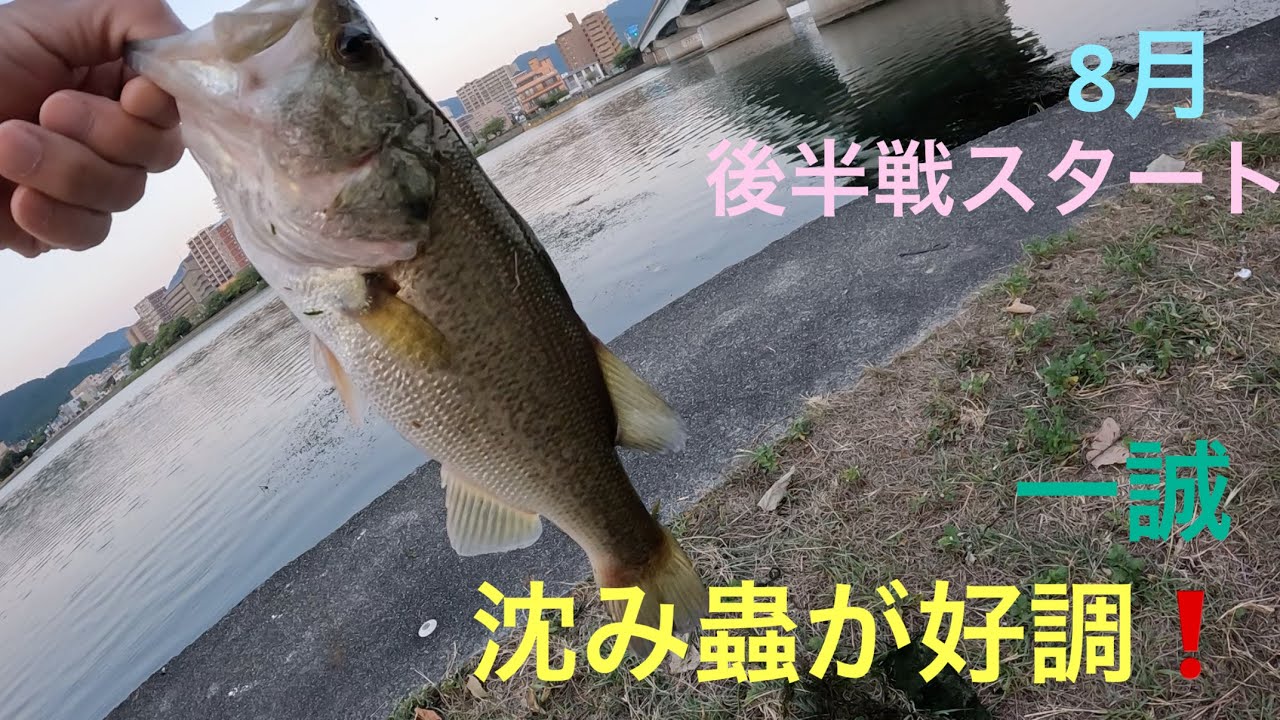 【バス釣り】瀬田川8月後半戦❗️バスを求めて試行錯誤　琵琶湖