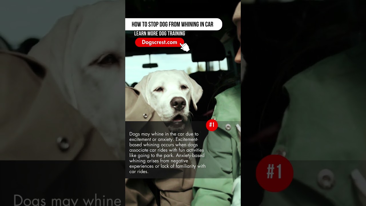 How to stop dog from whining in car part 1