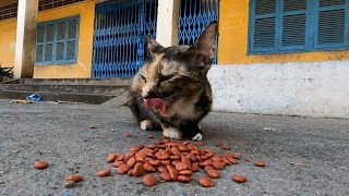 Cat at here wait me every day for food by The Gohan And Cats 261 views 11 hours ago 3 minutes, 12 seconds