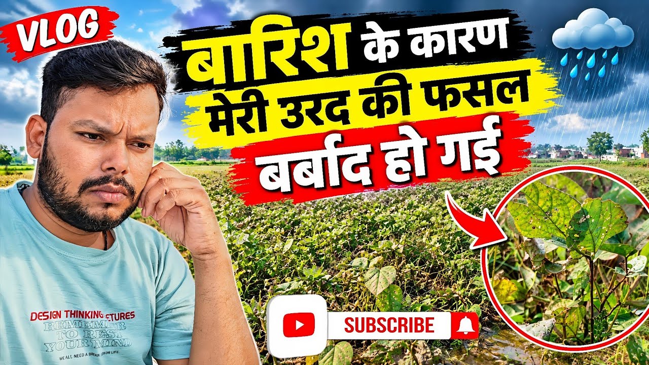 बारिश ने बर्बाद कर दी उड़द की फसल 😢@Akramaliofficial786 #vlog #vlogging #viralvideo #bareilly