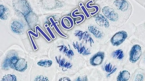 Study of Mitosis in Onion Root Tip.