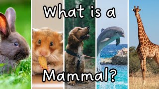 What is a Mammal? Characteristics of a Mammal | Science for Kids | Animal Groups