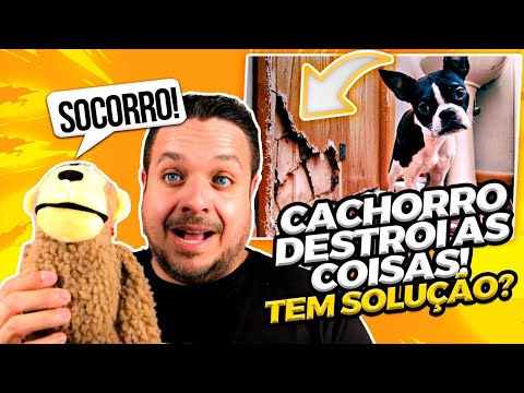 Vídeo: Por que os cães destroem seus brinquedos?