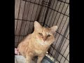 William video