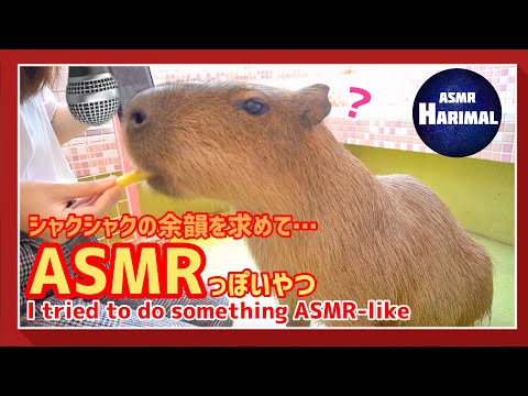 【カピバラ】Capybara eating apple ASMRっぽいことをやってみた！｜I tried to do something ASMR-like!