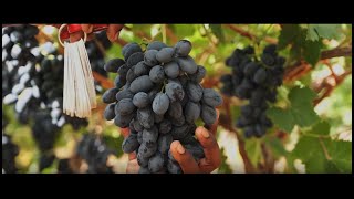 Unifrutti South Africa - Grapes [Matroozefontein Farm]