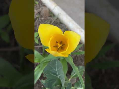 Pretty Yellow Tulips - HAPPY SPRING! 😍💛
