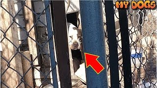 Rescue an Abandoned Dog Left Hiding In Doghouse After Family Decides To Move Without Her