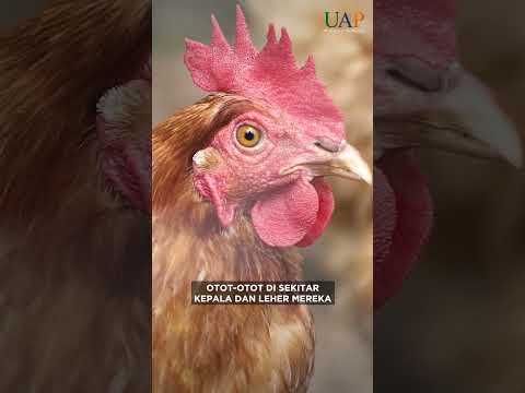 Video: Bisakah ayam berkokok?