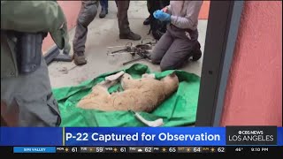 LA's well-known mountain lion P-22 captured in Los Feliz