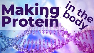 Protein: How our body makes protein