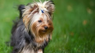 Yorkshire Terrier CutenessCan You Handle It?