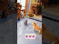 #video #shorts #pets #shorts #funny