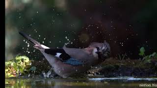 Bird bathing