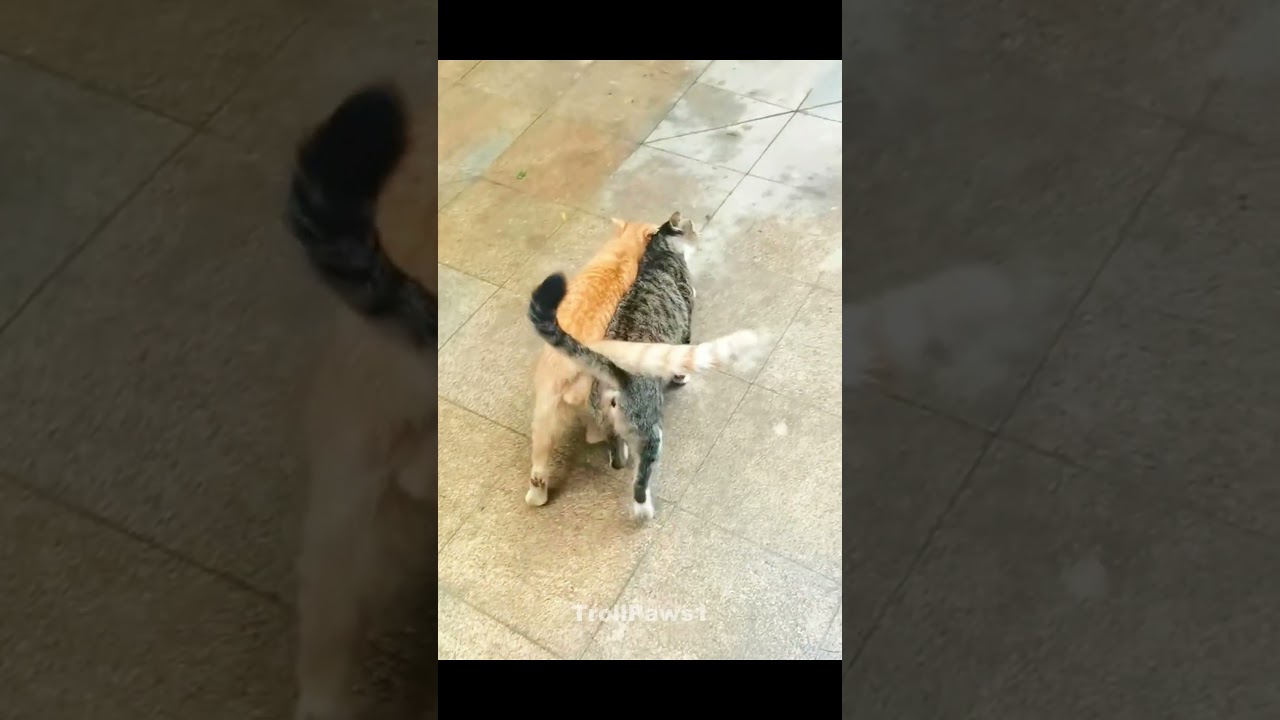 Cats Never Fight🗿