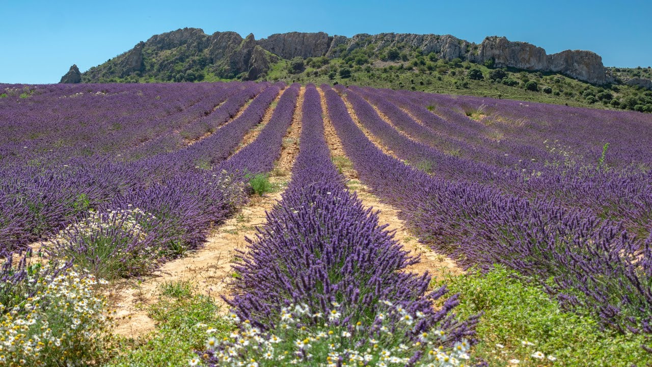 Campos de lavandín en Quel