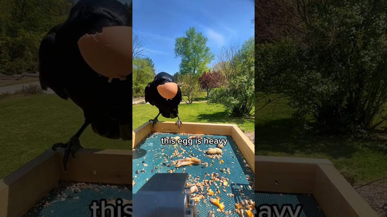 how to befriend a crow: day 7