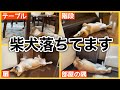 柴犬落ちてます【落ち柴】