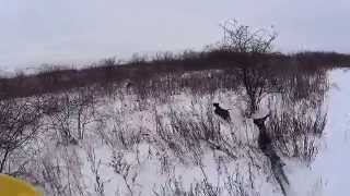 Nemački Kratkodlaki Ptičar - Kejsi I Kobra Del Kapica 2