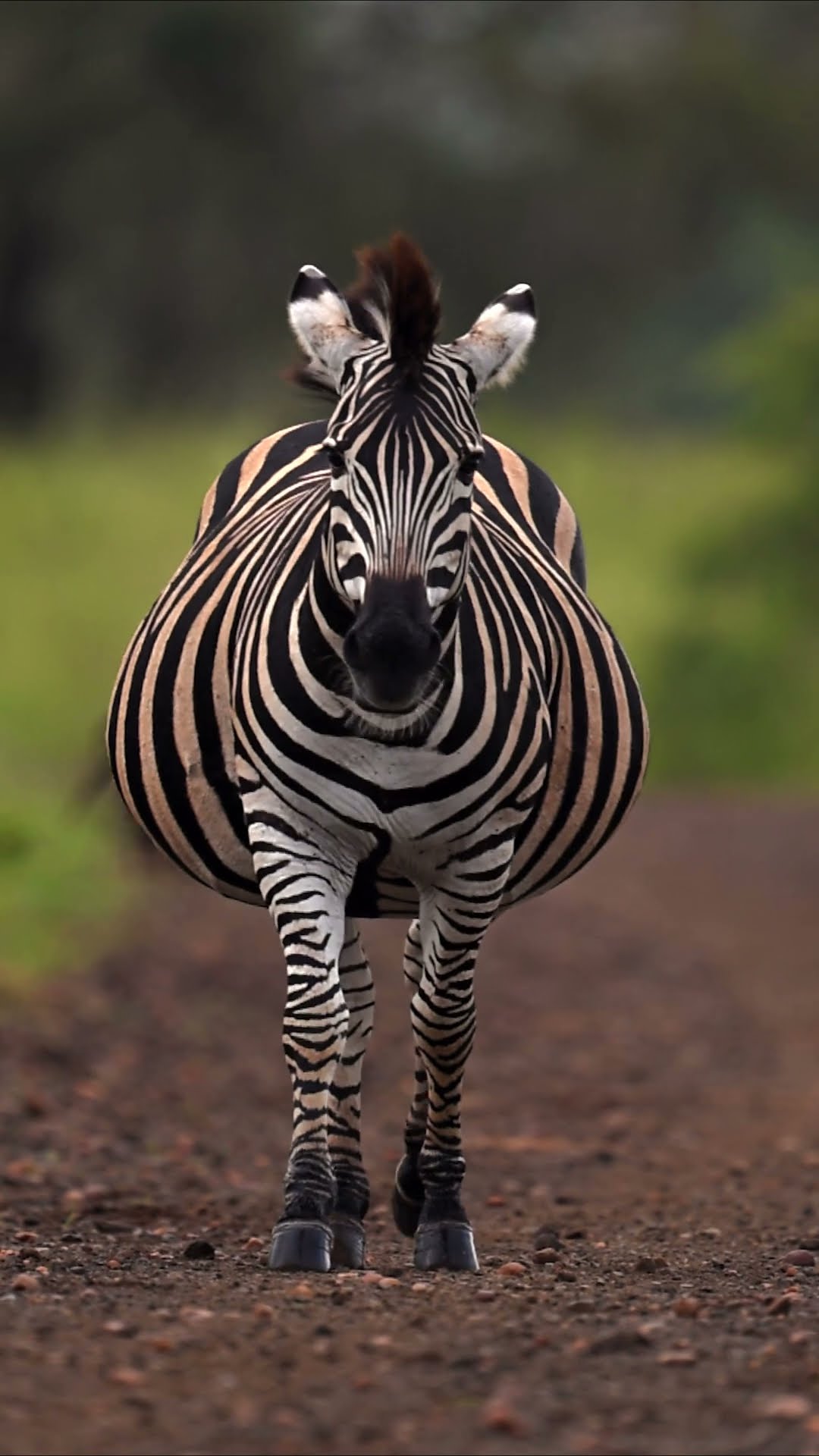 Depending on the species, a zebra's pregnancy period lasts around 11 to 13 months? #Shorts #Animals