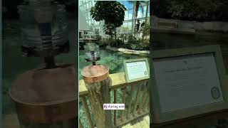 Hidden Indoor Tarpon Pond Inside a Florida Hotel! 🎣