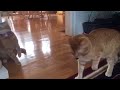 Smart ass-cat !!!