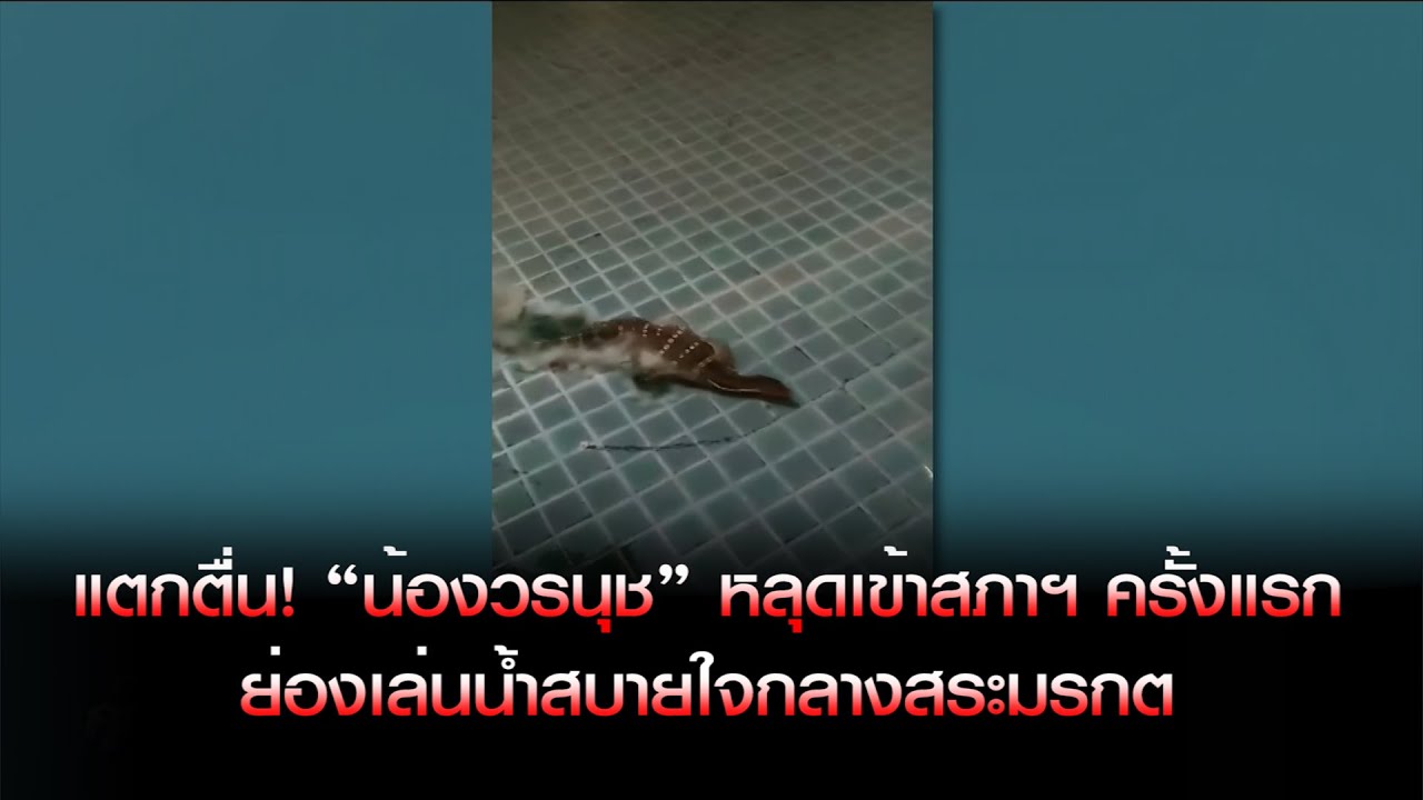 แตกตื่น! “น้องวรนุช” หลุดเข้าสภาฯ ครั้งแรก หลังย้ายมารัฐสภาแห่งใหม่ ย่องเล่นน้ำสบายใจกลางสระมรกต