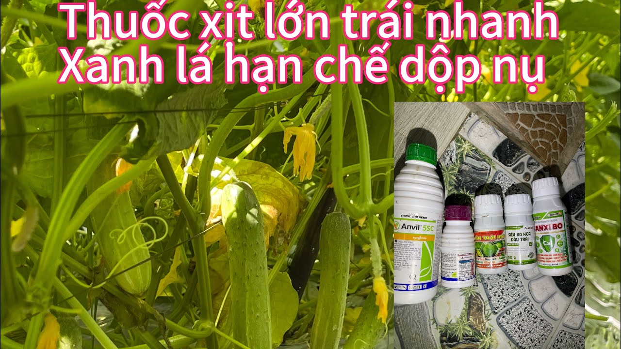 Bài thuốc xịt lớn trái nhanh. Xanh lá hạn chế dộp nu dưa leo 