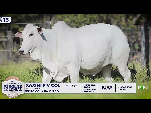 LOTE 13   COL 28901   XAXIMI FIV COL