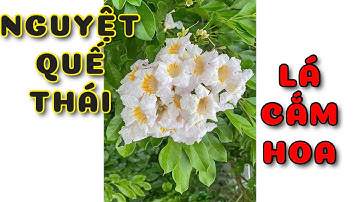 Cây Nguyệt quế Thái dòng lá cắm hoa | 0386569374 - Ngọc Ngân Bến Tre | Chuyên cây độc lạ