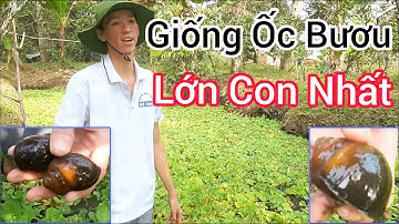 Kỹ Thuật Chọn  Giống Ốc Bươu Đen Tốt Nhất Khỏe Nhất | Trại Ốc Bươu Giống Mê kông