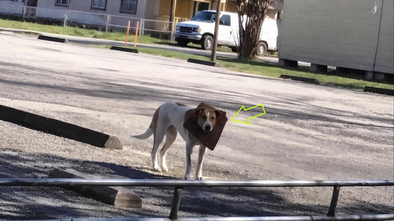 Fiberglass Buried in Her Neck, She Ran in Fear—Until Love Finally Saved Layla