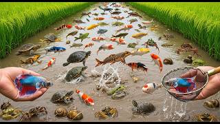 Muddy Rice Field Full Of Life Crabs, Clams & 7 Co