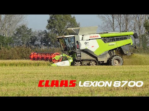 Claas Lexion 8700 mietitura riso / rice harvest -Azienda Tasso Remo-