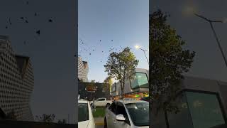 Pájaros en el atardecer 🌅 #pajaros #arbol #hogar #animales #pájaros #shortvideo