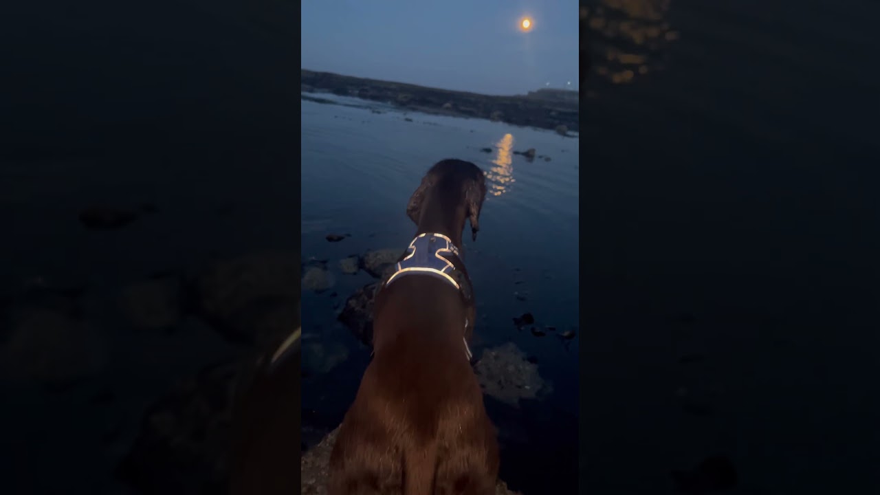 Springer Spaniel Hardy Boy