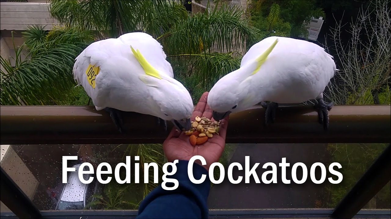 Handfeeding Cockatoos at office 🦜 YouTube