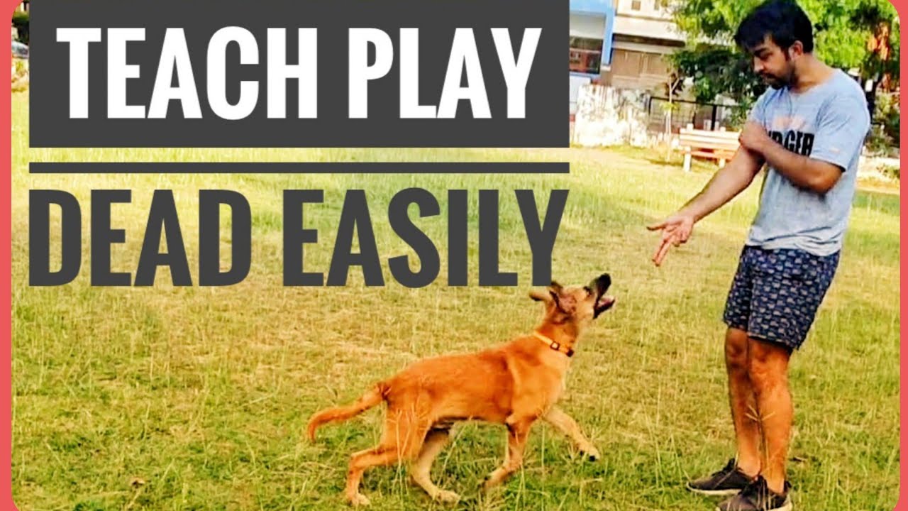 Teach your dog Play dead command (Hindi) 
